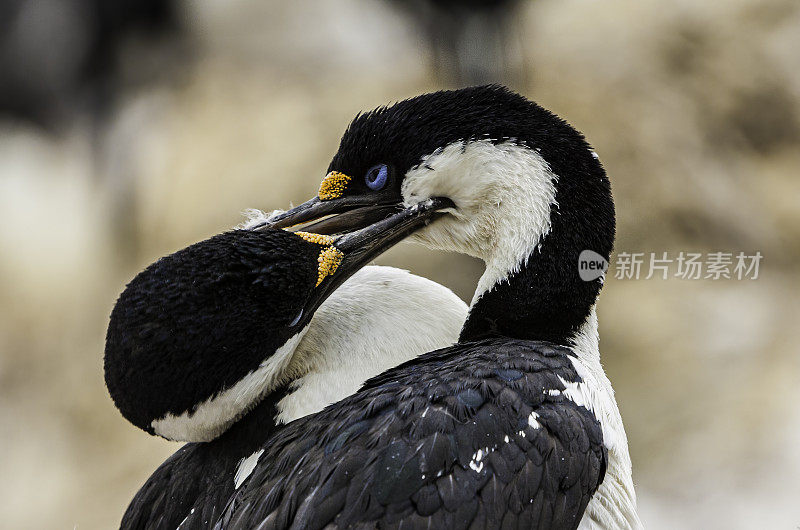 南极鸬鹚(Leucocarbo bransfieldensis)，有时被称为帝王鸬鹚，国王鸬鹚，帝王鸬鹚，蓝眼睛的蓬松毛，南极蓝眼睛蓬松毛或南极鸬鹚。南极半岛的宝莱岛。